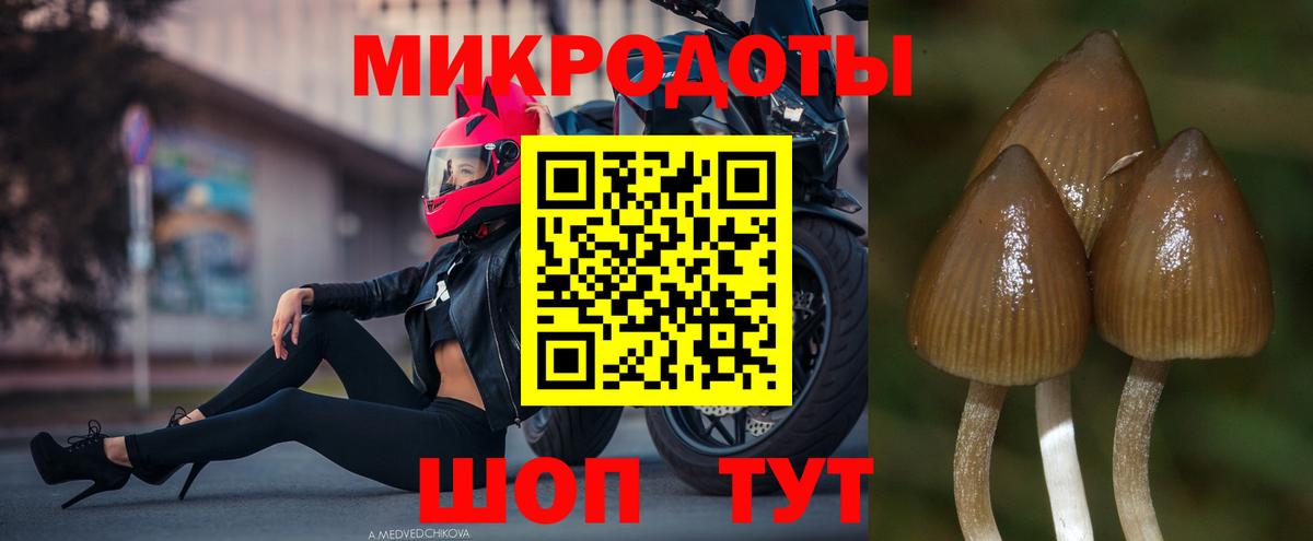 Псилоцибиновые грибы Psilocybe Краснокамск